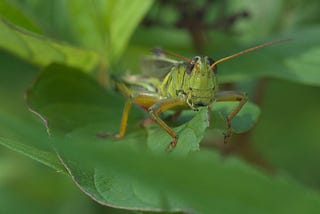 The Ethics of Eating Bugs