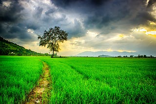 3 Tips for Carving Your Own Path — From a BCG Consultant Turned Globetrotting Startup Professional…