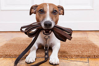 Why Should We Walk Our Doggos?