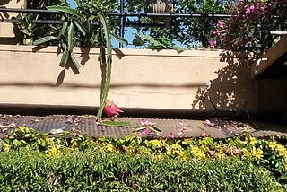 From disappointment to delight -Lessons from growing a dragon fruit