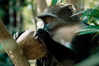What Happened to The Monkeypox Epidemic?