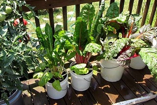 high value vegetables that are both expensive and profitable to grow such as spinach, kale, tomato, and swiss chard.