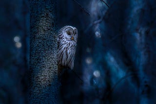 The Pros and Cons of Being a Night Owl