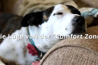 Die Komfortzone ist eine Lüge. Dieses Bild zeigt einen schlafenden Hund auf einem Sofa. — Stefan Willuda