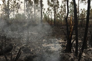 How You Feel About Notre Dame is How I Feel About the Everyday Loss of the Natural World