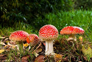 Identifying Wild Mushrooms: what to forage, what to avoid?