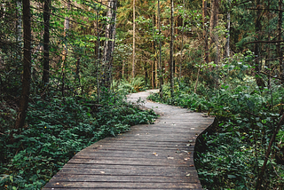 Photo of a path through an enchanting forrest.