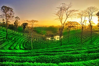 Tea Gardens of Assam creates Beautiful Scenes
