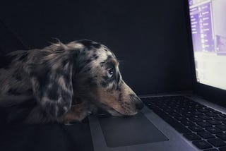 In the dark, a black and white dachshund looks at a bright computer screen.
