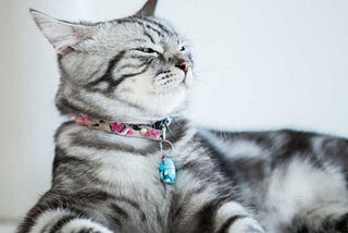 Top 20 Cat Breeds List For 2024 — HankPets