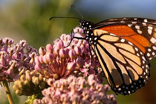 Time to report ‘bonus’ monarch butterfly activity nears