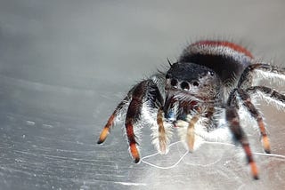 Female jumping spider black with white and red on back