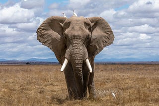 Tiptoeing Around The Elephant