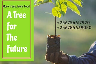 🌱 Nurture the future, one tree at a time!