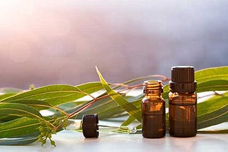 Eucalyptus Oil; Its Uses & Benefits