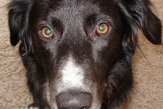 Unimpressed border collie Lily wondering why?