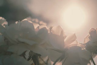 White flowers brightened by the light of the sun