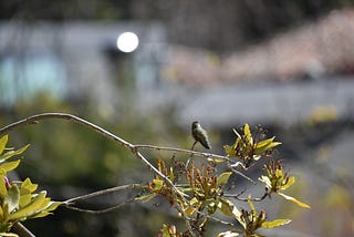 Hummingbird in my backya