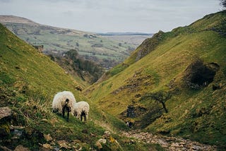 Our Sheep’s Journey
