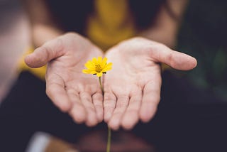 Two hands palms up together with a yellow flower placed between them”