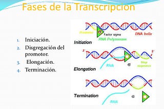 Transcripción del ADN