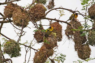 Your Next Birding Destination: Ghana’s Oti Region