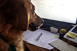 Perra sentada en escritorio mirando la computadora.
