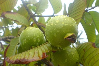Best Facts Of Gauva Fruit