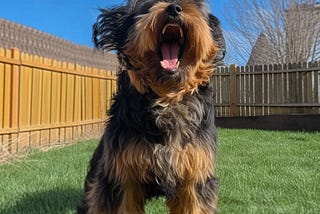 A black-and-golden-brown dog is barking in her fenced yard.