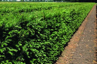 Yewtiful Savings: Why Buying Taxus Yews on Sale Makes Perfect Sense