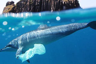 Danger Caused By Polyethene Bags On Our Environment