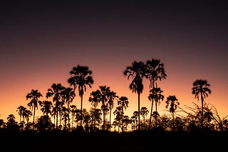 How Lala Palms Spread in the Delta