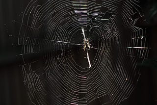 Spider Web in dark