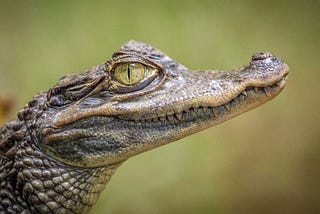 They caught the alligator