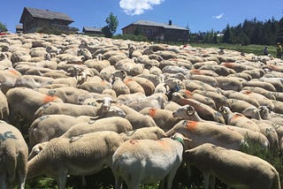 Summer Is Almost Here, Time To Move The Sheep