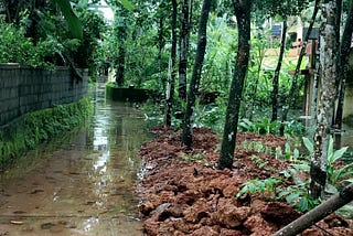 Small streams of river formed from evening rains and lush green trees in the background.