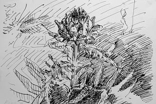 A drawing of an artichoke, pen and ink on paper.