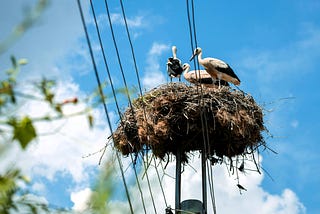 Three storks in a nest perched on a power line pylon, with a backdrop of blue sky and white clouds.