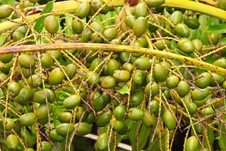 Saw Palmetto: Health Benefits