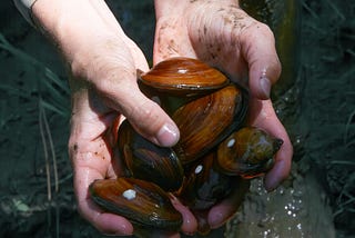Foundation recruits mussels for habitat work