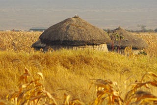 Two round grass huts with thatched roofs, surrounded by very-deep, dry grass and golden cornstalks.