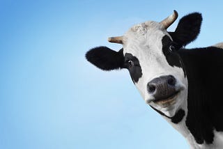 After Wreck, Woman Finds Cow in Car