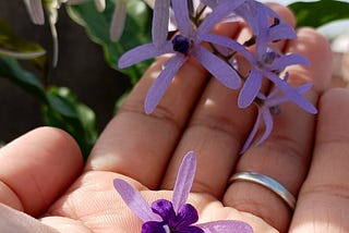 5 Tips to Grow Petrea Volubilis in Pots Successfully (Sandpaper Vine)