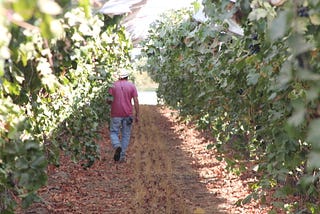 Grapes and Growth in the Central Valley