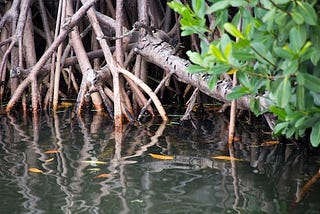 3 FACTS THAT MAKE COASTAL MANGROVES ALL THE MORE IMPORTANT TODAY