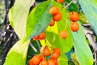 Bittersweet: The Dots between Alzheimer’s and Gratitude