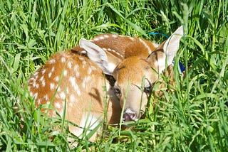 Fawning over fawns