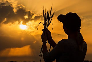 Silhouette of woman i ball cap holding branches of wheat up to a yellow sunset