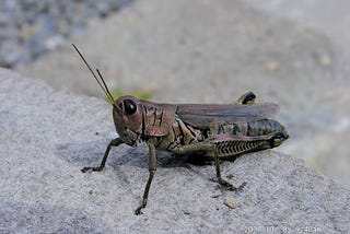 Grasshopper at Vanderbilt Mansion, Hyde Park, NY, 2000–10–08.