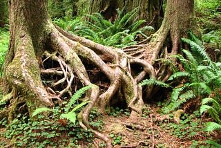 A complex tangle of tree roots and ferns